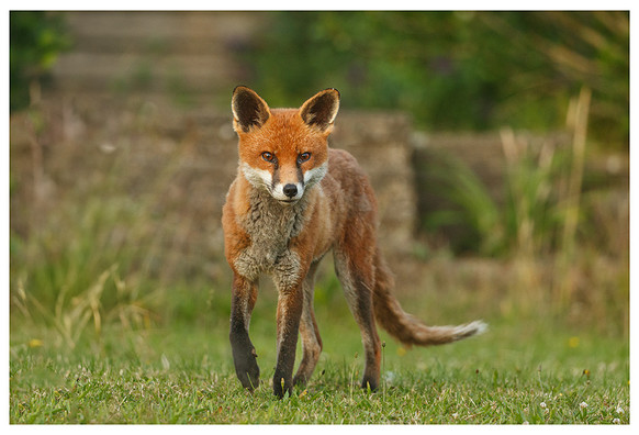Fox standing on a lawn with one front leg partly raised as it steps forward directly towards the camera. 