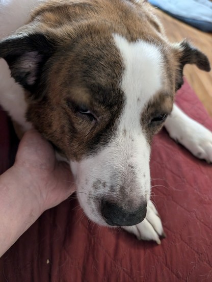 A white and brown dog lying on a couch with his eyes half closed as his dad rubs under the neck