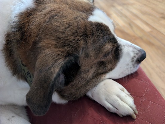 A white and brown dog lying on a couch with his head resting on his left front paw