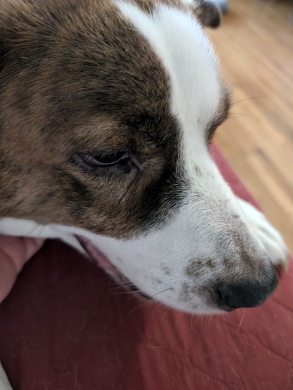A white and brown dog lying on a couch as he gets rubbed on the neck