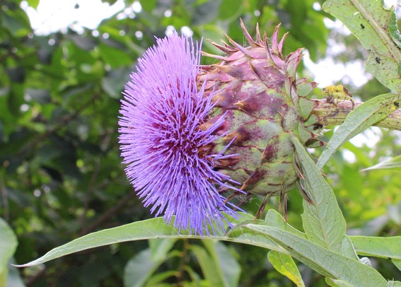 Side view of purple spiky bloom at the end of a base that resembles and artichoke with the elongated green leaves of its plant against a background of blurred green leaves of a tree and the gray sky above. 