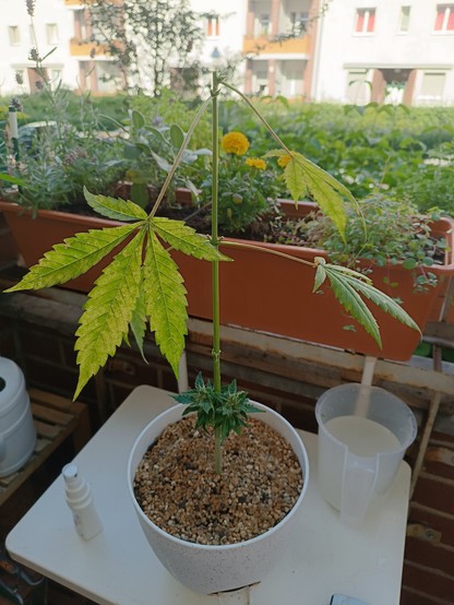 Cannabis plant harvested with two small flowers