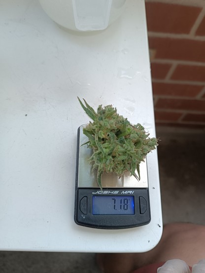 The bigger bud from the top on a scale weighing around 7 grams
