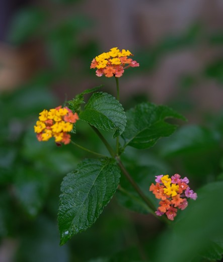 Three lantana blooms with yellow, orange, purple, etc colors on green leaves  with some raindrops