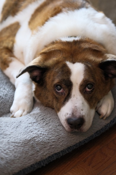 A white and brown dog lying on his bed with front paws beside his face, which looks straight at the camera