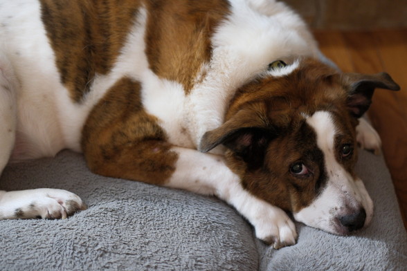A white and brown dog lying on his bed with his head on the right, chin on the edge of the bed, looking up to the camera