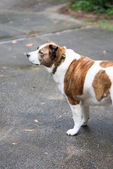 A white and brown dog standing on the driveway smelling the light rain in the evening