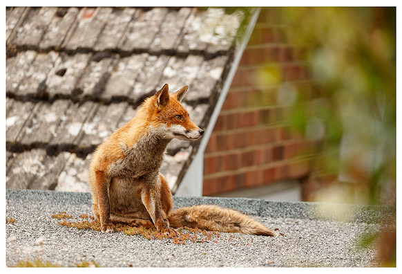 Fox sitting on a garage roof with tiled sloping roof behind her