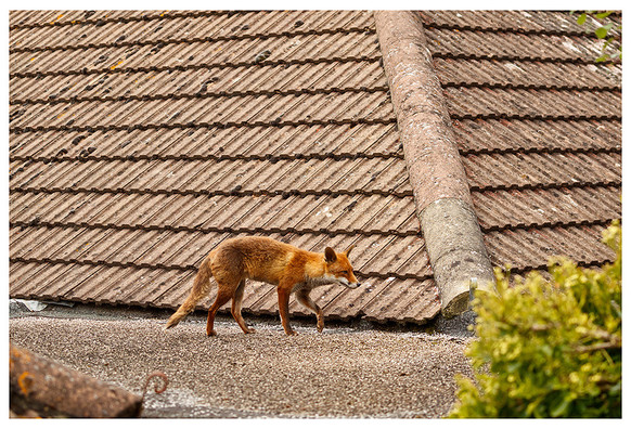 Fox walking on a garage roof with the corner of a large sloping roof behind her.