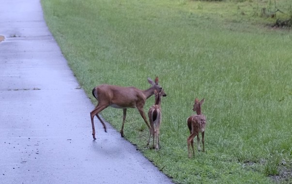 A white-tailed doe and her two babies on a paved lane and a pasture next to it