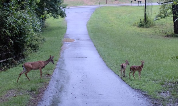 A white-tailed doe and her two babies on a paved lane and a pasture next to it