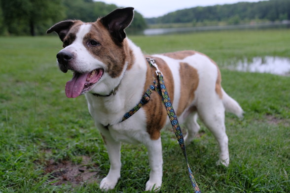 A closeup of a white and brown dog in a park standing on soggy ground in front of a lake