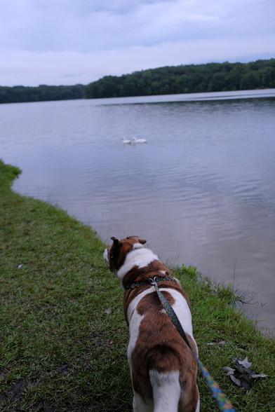A white and brown dog standing on the shore of a lake. Cloudy sky and a lake, where two white ducks are swimming.