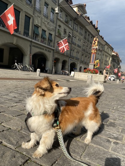 Long haired dachshund in a city square, old buildings in the background and a fountain.