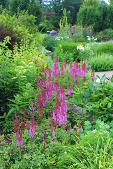Tall pink fuchsia stalks of blooms in foreground among neighboring plants with a walkway separating their area from the gardens beyond that have more flowers, plants, and trees.  