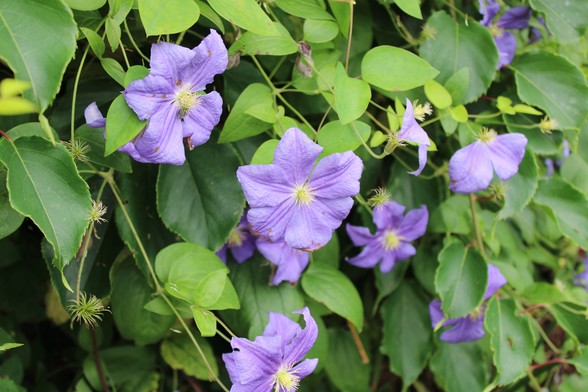 Six petal light purple blooms with light yellow centers growing on a wall of vines with lots of green leaves. 