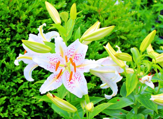 White lily blooms with yellow veins in the center of each petal, pink speckles and orange anthers growing from the same stalk with several yet unopen buds. Other similar plants stand in front and to the right with bushes behind.