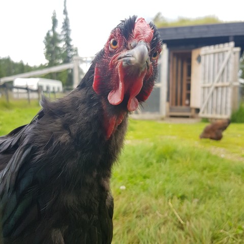 Real photograph of a hen, close up in the foreground, looking into the camera. In the background a caravan and a chicken shed.