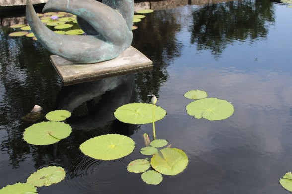 Water lily bud with a dragonfly clinging to its apex above green lily pads next to a sculpture on a square cement base in a reflection pool  mirroring the blue sky with clouds and surrounding tree tops.