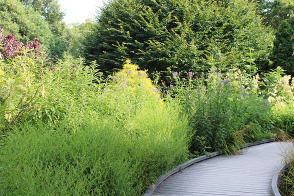 Tall green plants, some with blooms, in front of trees next to a gray wooden walkway. The foreground is shaded with sunshine striking the flora in the background.