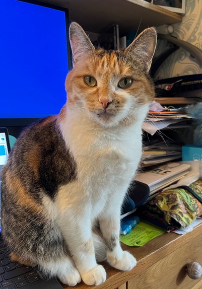 Madeline Kahn, a radiant tortoiseshell and white cat, sits on my desk, looking directly into the camera with an expression that suggests she is not thrilled about the lack of snacks on offer.