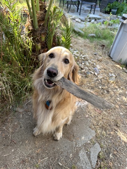 Golden retriever sitting and looking at the camera while holding a cut dried piece of palm fronds rib in his mouth.  Right behind his head, slightly to the left is a young date palm trunk with its green and reddish brown thatch. And to the right are some small stones, a bit of grass, a light blue plastic garbage can (on the right edge of the shot) and in the far right near to the bottom of a patio set’s table and chairs. 