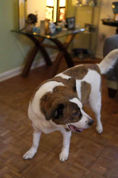 Not very goofy, but a white and brown dog standing in his living room on a brown wooden floor, with his face toward right of the screen. 
