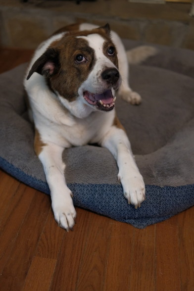A goofy look of a white and brown dog lying in his bed with his head high up and mouth open