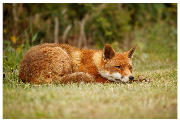 Fox curled up on a recently mown lawn with her ears pricked up and eyes partly open 
