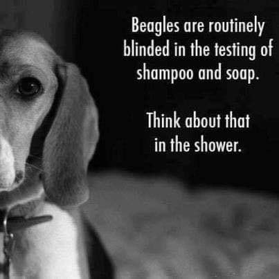 Image of a Beagle and the words:

Beagles are routinely blinded in the testing of shampoo and soap. Think about that in the shower.