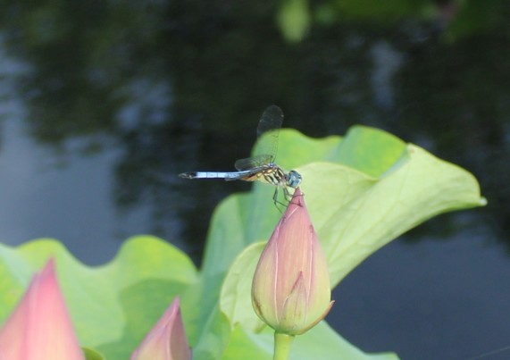 A dragonfly grasping onto a pink unopen bud of a water lily with a partial view of nearby pink unopened buds and leaves that are rising above the water surface. The water surface is reflecting silhouettes of nearby trees and the sky above. 