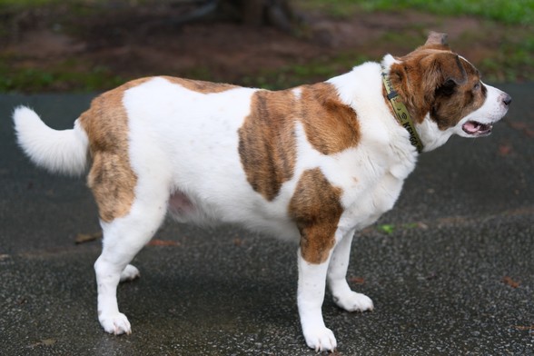 A white and brown dog's side view with his head on the right, standing on a wet driveway