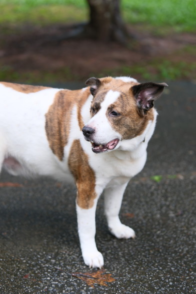 A white and brown dog standing on a wet driveway with his head turned to the left of the screen
