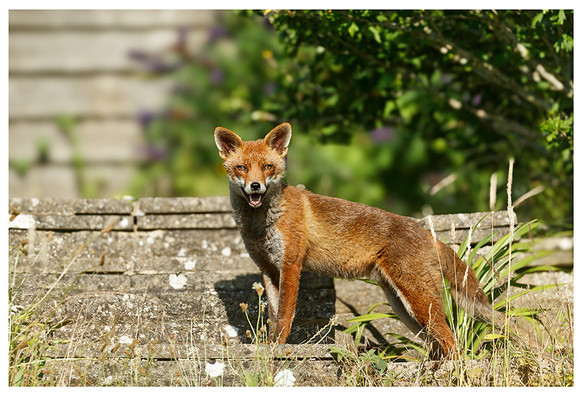 Fox standing to the side of stone garden steps with her front feet on the lower step. There is a shrub to one side and a fence in the distance. The fox has her ears up and mouth slightly open as if in a smile. 