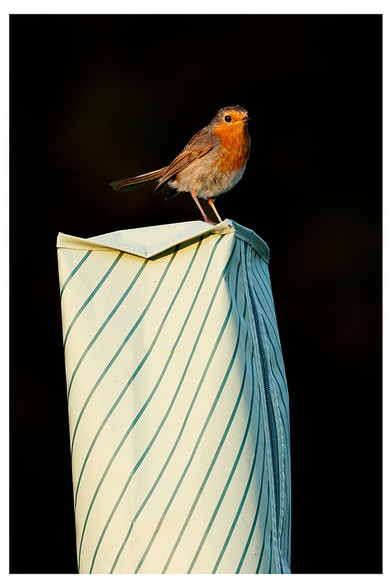 Robin with bright red breast perched on a striped washing pole cover against a dark background