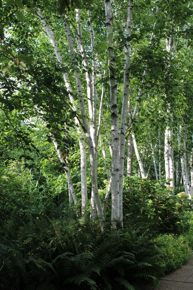 Birch trees standing amid other tall plants with shade at their bases and sun striking their trunks from the left side of the picture. 