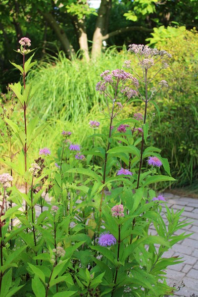 Tall pink flower heads of swamp milkweed and shorter plants of pink bergamot in the foreground alongside a garden path with other tall plants and trees on the other side of the path in the background.