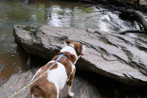 A white and brown dog shot from top, standing on a rock looking ahead of the creek 