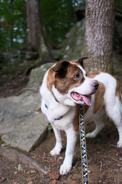 A white and brown dog standing on a park trail with big rocks and a tree trunk behind him. His head turned to his left