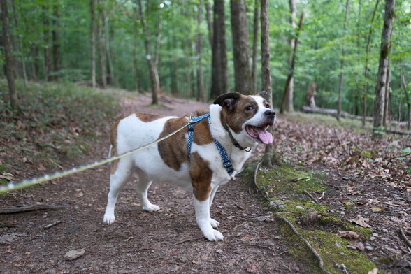 A white and brown dog standing on a park trail with his tongue out