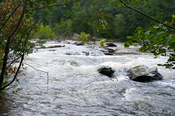 A creek where a lot of water gushing over rocks, tree leaves/rims above