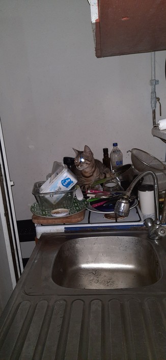 My cat Osman, sit at the dishes