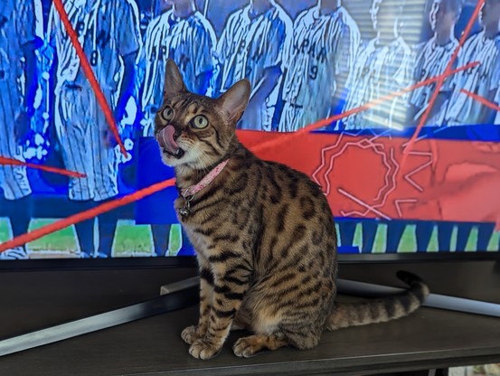 Bengal cat licking her nose in front of some Japanese baseball 