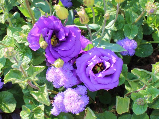 Two different types of blooms of the same color nestled up next to each other in a mix of sun and shade. 