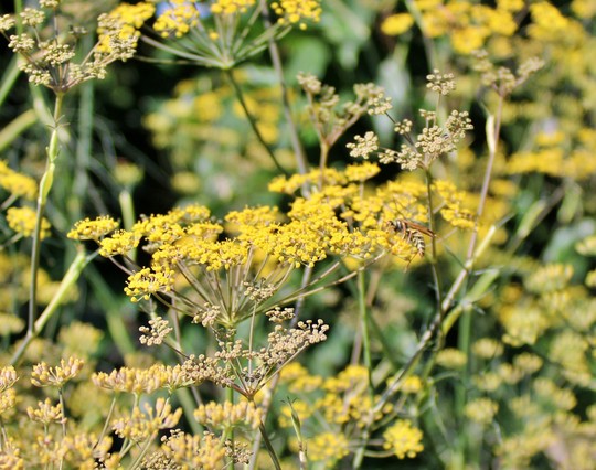 Yellow umbel flowers growing in a patch with blurred flowers and stems in the background. A pollinator is visiting the blooms and almost blends into them with its yellow and black markings.