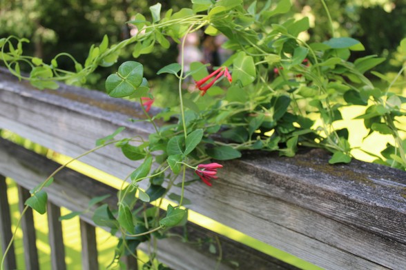 Vines with red tubular flowers growing along a railing above green covered pond.