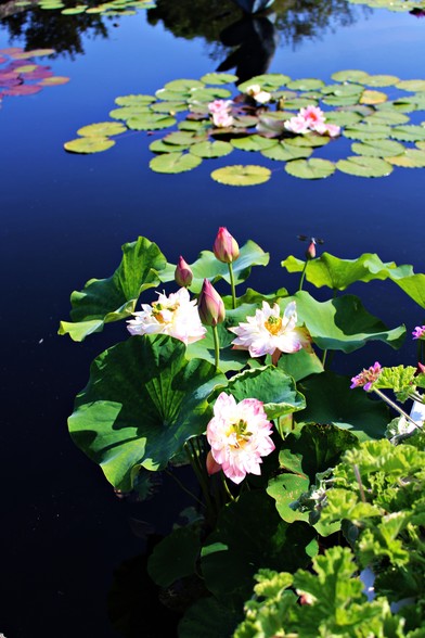 Group of pink water lilies with pink buds rising above the water in the foreground with another group in the back ground with lily pads laying flat upon the surface of the water which is reflecting the blue sky overhead and the silhouettes of nearby trees. Partial views of other lily pad groupings in the top area of the frame.  