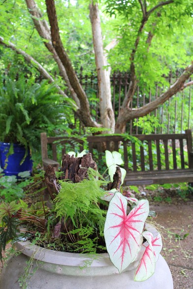 Large white urn in the foreground with ferns elephant ear foliage and decorative pieces of wood with a large blue urn in the left background holding a very large fern by a wooden bench in front of a tree with a center trunk stripped of bark and a wrought iron fence separating it from other trees beyond. 