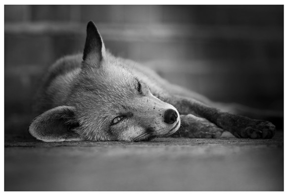 A black and white photo of a fox sprawled out on a stone patio. There is the merest hint of a brick wall behind her. Her face is flat to the ground on one side, with her ears pointing in opposite directions. Her nose is just above the ground and her eyes partially open. 