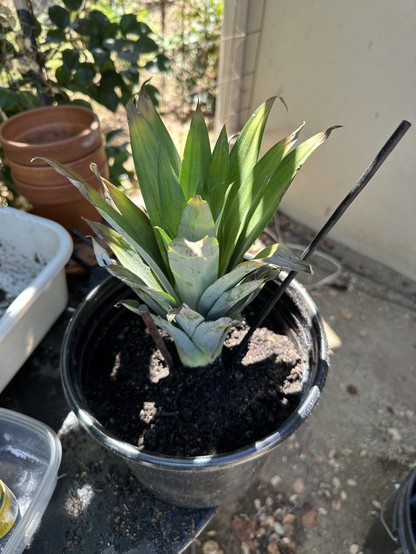 Pineapple top planted in planting soil and held by dark wooded sticks. 2 plastic containers as well as stacked clay pots visible on the left. 